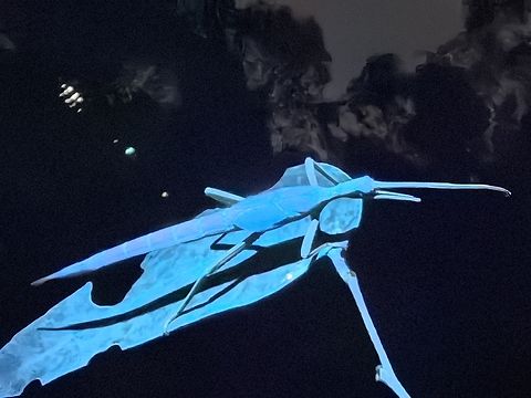 Blues! X3

Red-Winged Stick Insect - Podacanthus viridiroseus, under UV light.
Sub-adult Female Australia,Macquarie,New South Wales,Phasmatodea,Phasmid,Phasmida,Podacanthus viridiroseus,Red-Winged Stick Insect,Red-winged Stick-Insect,Sydney,UV light,Ultra Violet Light