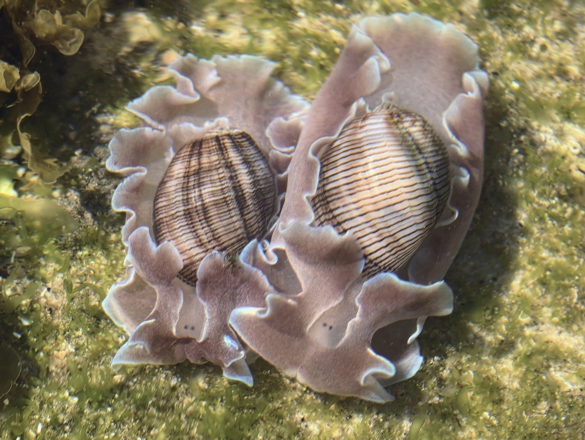 Brown-Lined Paperbubble - Hydatina physis  Australia,Brown-Lined Paper Bubble,Bubble Snail,Cornulla,Hydatina physis,New South Wales,Sydney