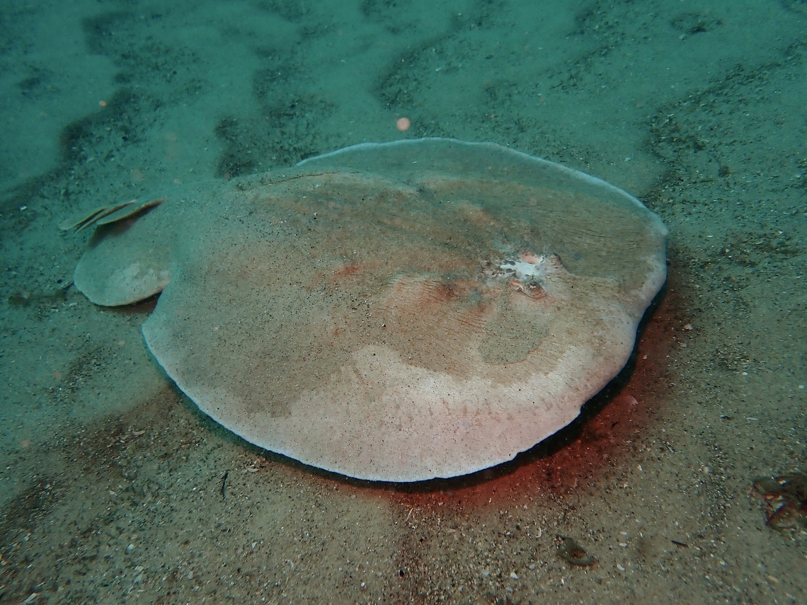 Coffin Ray! Give it to the Ozzies to name their animals!<br />
<br />
Hypnos monopterygius is also called Numbray or Electric Ray as they are capable producing a powerful electric shock reaching 200 volts for attack and defense, it can deliver a severe, albeit non-fatal shock to human.<br />
<br />
Just a day before we encounter this Stingrays, we met another diver diving at the same time with us, he told us his dive buddy was shocked when he accidentally placed his bare hands on the Stingray which was covered in sands as part of its camouflage and hunting strategy.  The shock was painful, but he survived! :D Australia,Coffin Ray,Fish,Hypnos monopterygius,Nelson Bay,New South Wales,Numbray,Stingray