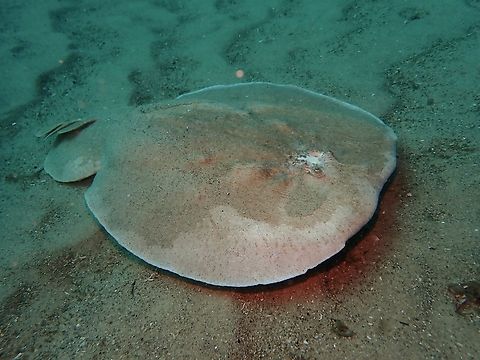 Coffin Ray! Give it to the Ozzies to name their animals!

Hypnos monopterygius is also called Numbray or Electric Ray as they are capable producing a powerful electric shock reaching 200 volts for attack and defense, it can deliver a severe, albeit non-fatal shock to human.

Just a day before we encounter this Stingrays, we met another diver diving at the same time with us, he told us his dive buddy was shocked when he accidentally placed his bare hands on the Stingray which was covered in sands as part of its camouflage and hunting strategy.  The shock was painful, but he survived! :D Australia,Coffin Ray,Fish,Hypnos monopterygius,Nelson Bay,New South Wales,Numbray,Stingray