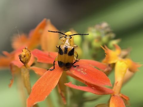 Dendrobium Beetle - Stethopachys formosa Beetle Australia,Beetle,Dendrobium Beetle,New South Wales,Stethopachys formosa,Sydney