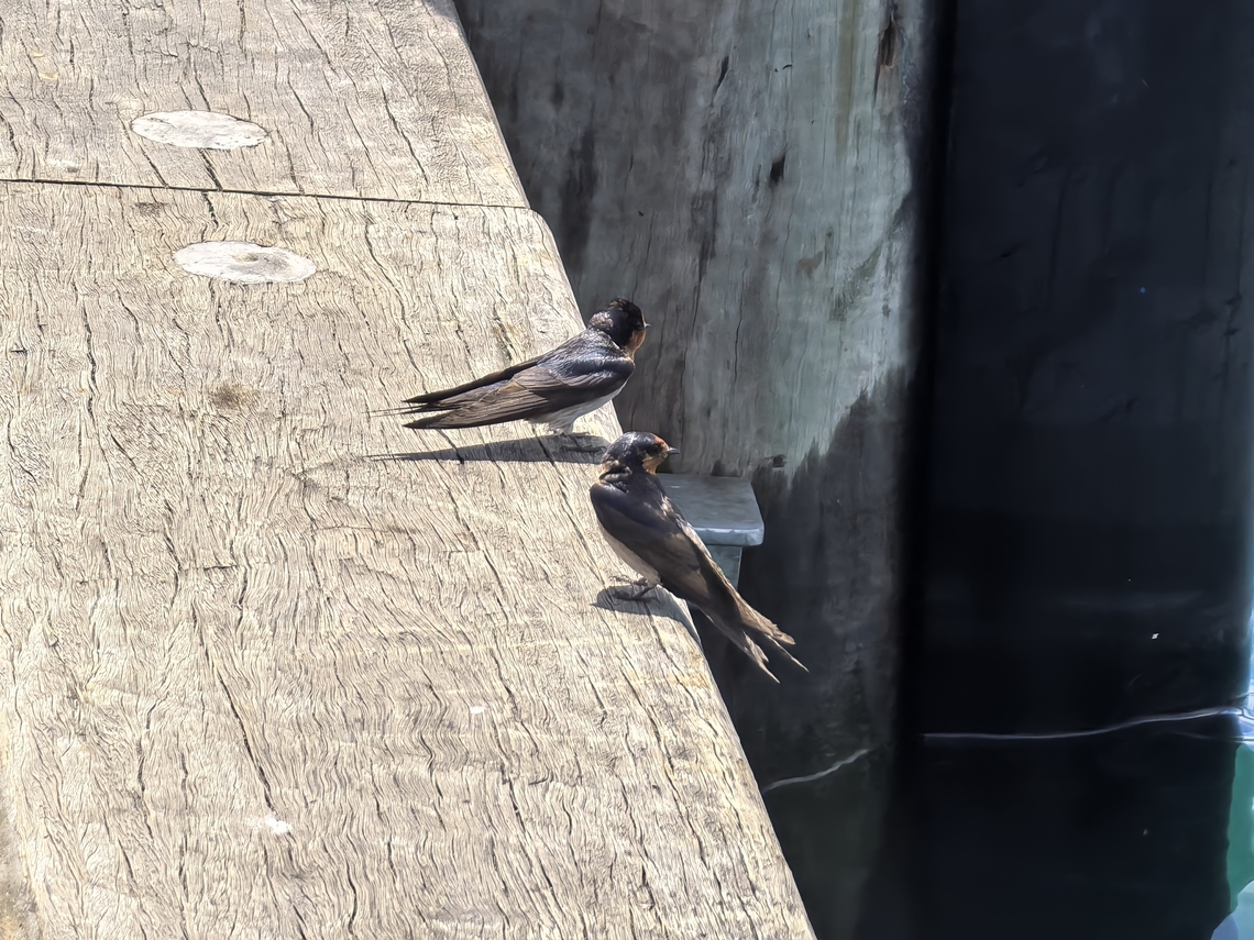 Welcome Swallow - Hirundo neoxena  Australia,Bird,Hirundo neoxena,New South Wales,Swallow,Sydney,Welcome Swallow