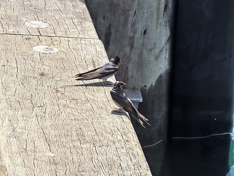 Welcome Swallow - Hirundo neoxena  Australia,Bird,Hirundo neoxena,New South Wales,Swallow,Sydney,Welcome Swallow