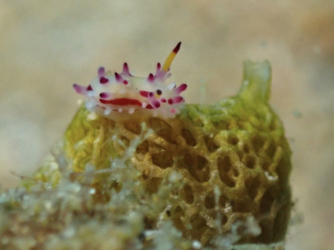 Net Sponge - Clathrina luteoculcitella Sea Sponge Anilao,Batangas,Calcareous Sponge,Clathrina luteoculcitella,Net Sponge,Philippines,Sea Sponge