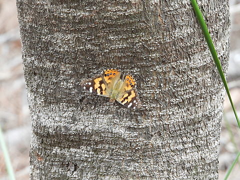 Australian Painted Lady - Vanessa kershawi  Australia,Australian Painted Lady,Butterfly,Engadine,New South Wales,Vanessa kershawi