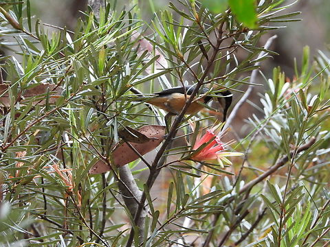 Eastern Spinebill - Acanthorhynchus tenuirostris  Acanthorhynchus tenuirostris,Australia,Bird,Eastern Spinebill,Engadine,New South Wales,Spinebill