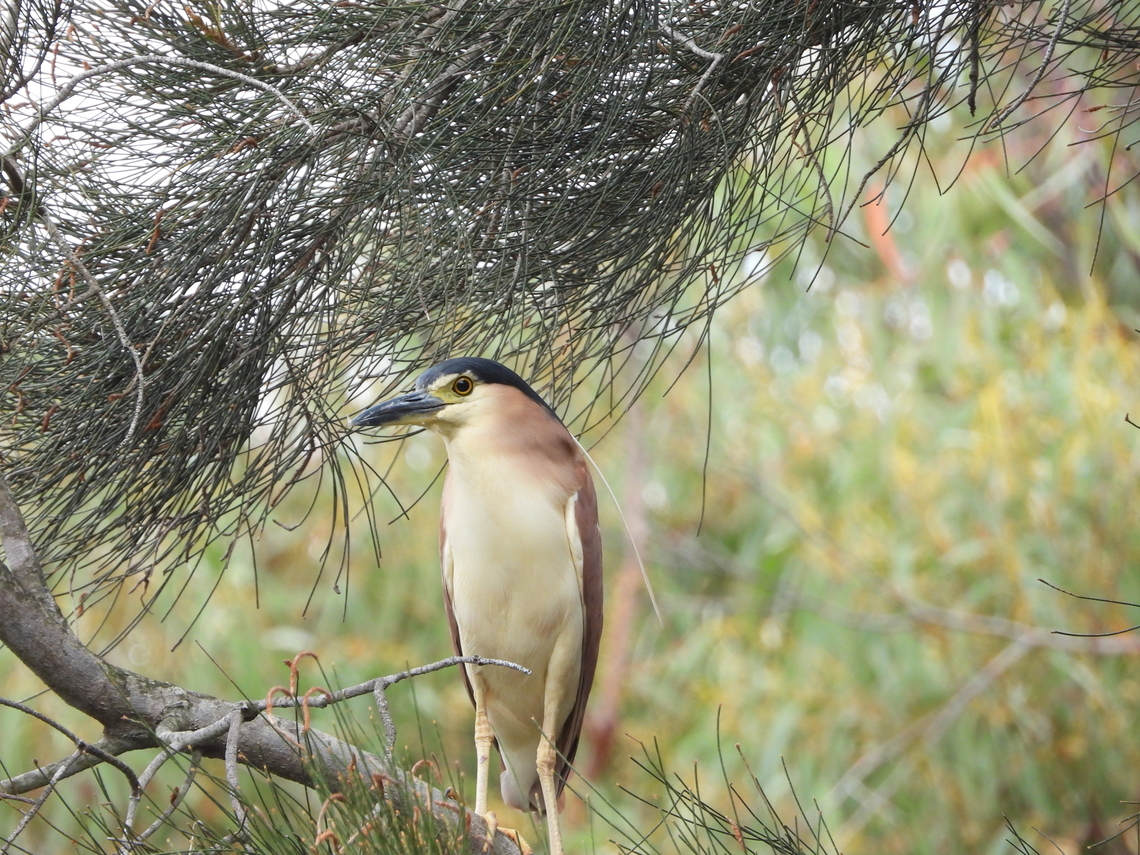 Nankeen Night Heron - Nycticorax caledonicus  Australia,Bird,Engadine,Heron,Nankeen Night Heron,New South Wales,Night Heron,Nycticorax caledonicus