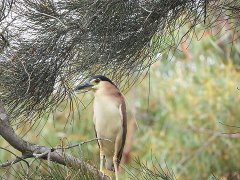 Nankeen Night Heron - Nycticorax caledonicus  Australia,Bird,Engadine,Heron,Nankeen Night Heron,New South Wales,Night Heron,Nycticorax caledonicus