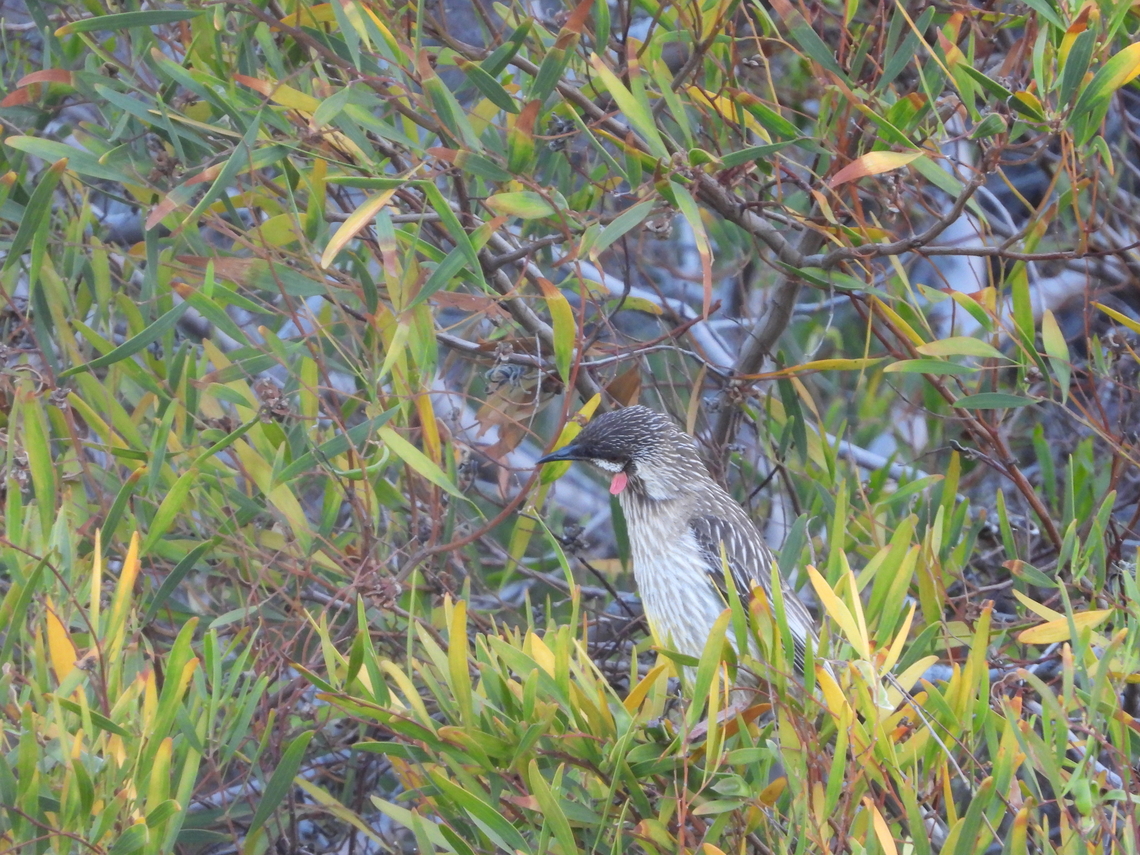 Red Wattlebirs - Anthochaera carunculata  Adelaide,Anthochaera carunculata,Australia,Bird,Red Wattlebird,South Australia,Wattlebird