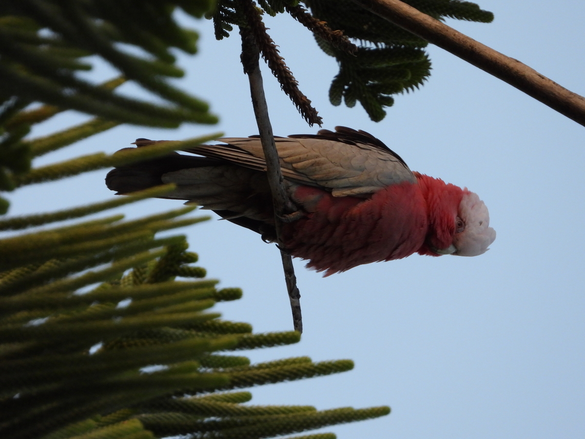 Galah - Eolophus roseicapilla  Adelaide,Australia,Bird,Cockatoo,Eolophus roseicapilla,Galah,South Australia
