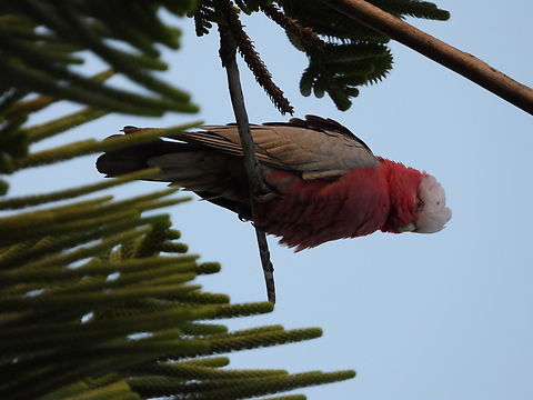 Galah - Eolophus roseicapilla  Adelaide,Australia,Bird,Cockatoo,Eolophus roseicapilla,Galah,South Australia