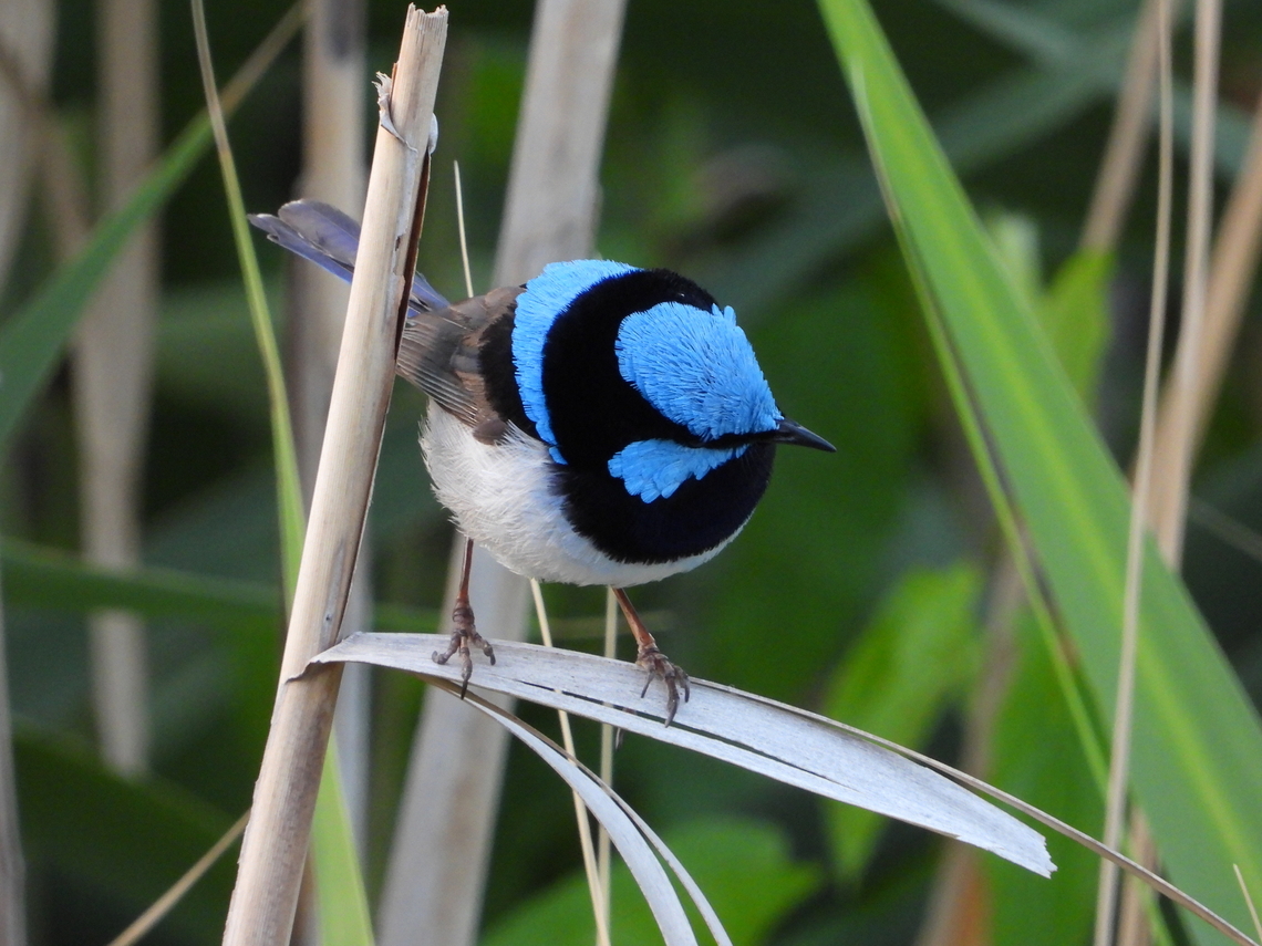Superb Fairywren - Malurus cyaneus  Adelaide,Australia,Bird,Fairywren,Malurus cyaneus,South Australia,Superb Fairywren