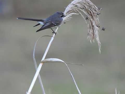 Grey Fantail - Rhipidura albiscapa  Adelaide,Australia,Bird,Fantail,Grey Fantail,Rhipidura albiscapa,South Australia