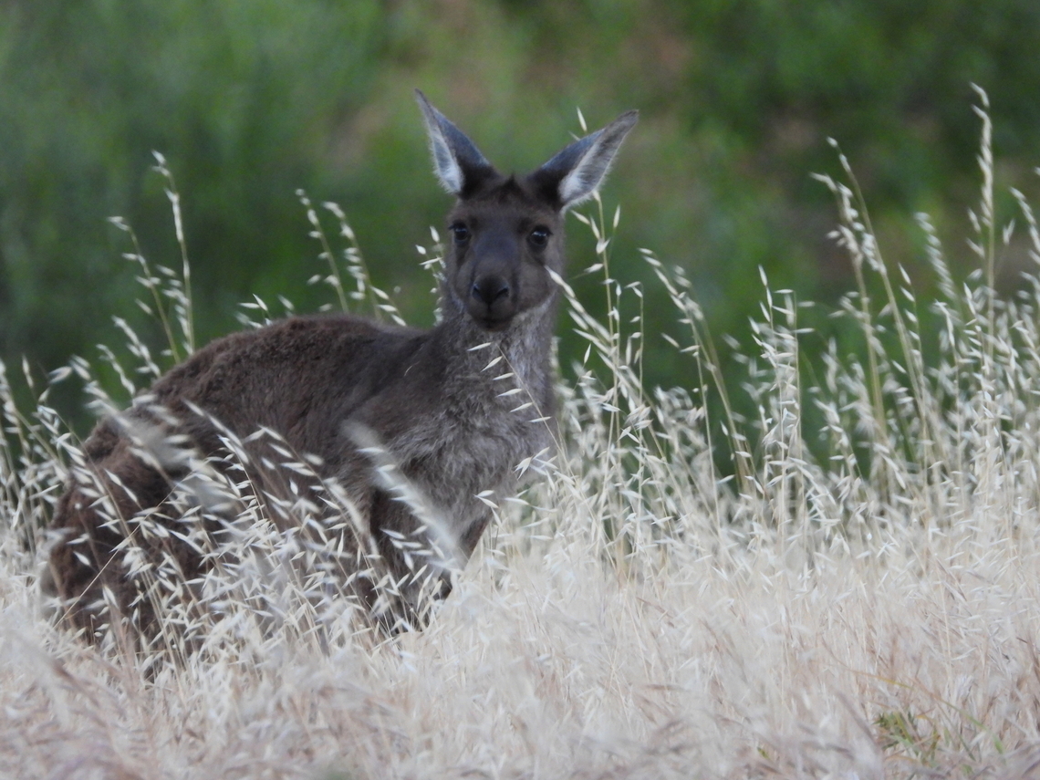 Western Grey Kangaroo - Macropus fuliginosus  Adelaide,Australia,Grey Kangaroo,Kangaroo,Macropus fuliginosus,South Australia,Western Grey Kangaroo