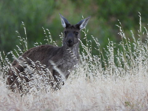 Western Grey Kangaroo - Macropus fuliginosus  Adelaide,Australia,Grey Kangaroo,Kangaroo,Macropus fuliginosus,South Australia,Western Grey Kangaroo