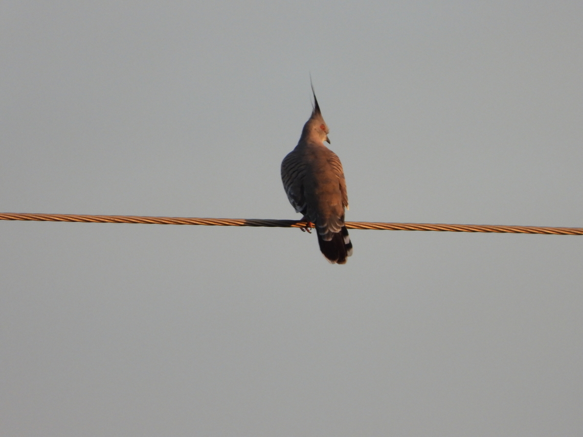 Crested Pigeon - Ocyphaps lophotes  Adelaide,Australia,Bird,Crested Pigeon,Ocyphaps lophotes,Pigeon,South Australia