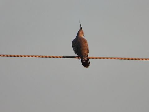 Crested Pigeon - Ocyphaps lophotes  Adelaide,Australia,Bird,Crested Pigeon,Ocyphaps lophotes,Pigeon,South Australia