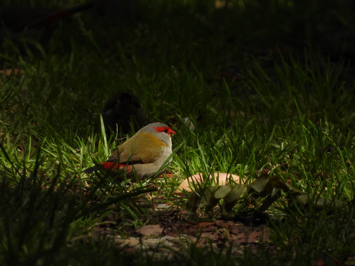 Red-Browed Finch - Neochmia temporalis  Adelaide,Australia,Bird,Finch,Neochmia temporalis,Red-Browed Finch,South Australia