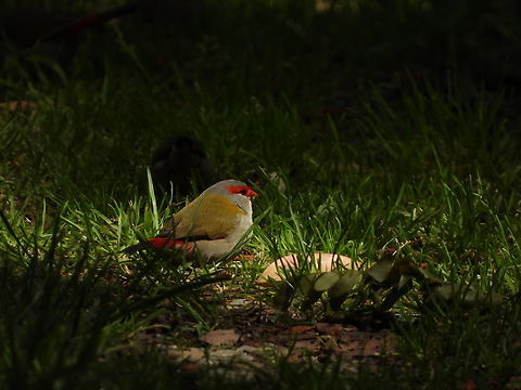 Red-Browed Finch - Neochmia temporalis  Adelaide,Australia,Bird,Finch,Neochmia temporalis,Red-Browed Finch,South Australia