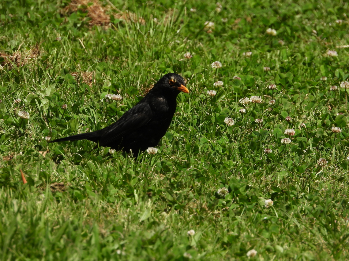 Eurasian Blackbird - Turdus merula  Adelaide,Australia,Bird,Blackbird,Eurasian Blackbird,South Australia,Turdus merula