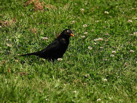 Eurasian Blackbird - Turdus merula  Adelaide,Australia,Bird,Blackbird,Eurasian Blackbird,South Australia,Turdus merula