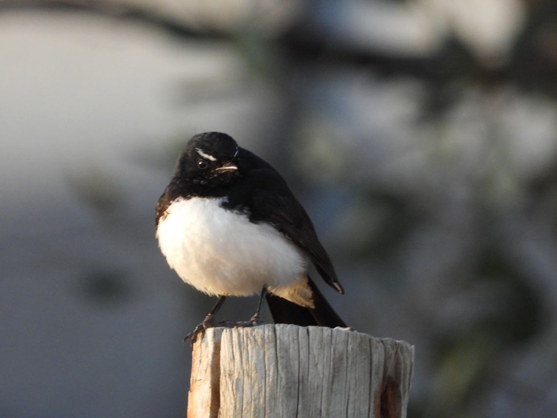 Willie-Wagtail - Rhipidura leucophrys  Adelaide,Australia,Bird,Rhipidura leucophrys,South Australia,Wagtail,Willie-Wagtail