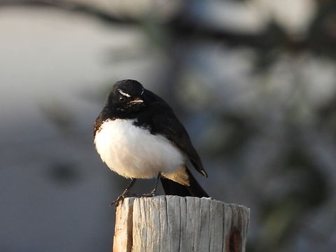 Willie-Wagtail - Rhipidura leucophrys  Adelaide,Australia,Bird,Rhipidura leucophrys,South Australia,Wagtail,Willie-Wagtail
