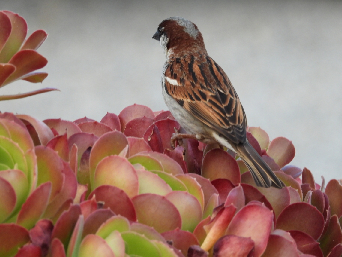 House Sparrow - Passer domesticus  Adelaide,Australia,Bird,House Sparrow,Passer domesticus,South Australia,Sparrow