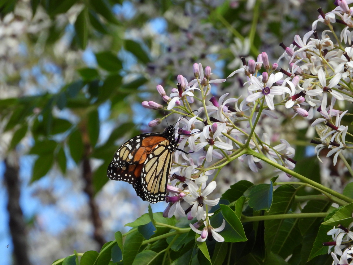 Chinaberry - Melia azedarach Flowers/Plant Adelaide,Australia,Chinaberry,Flowers,Melia azedarach,Plant,South Australia