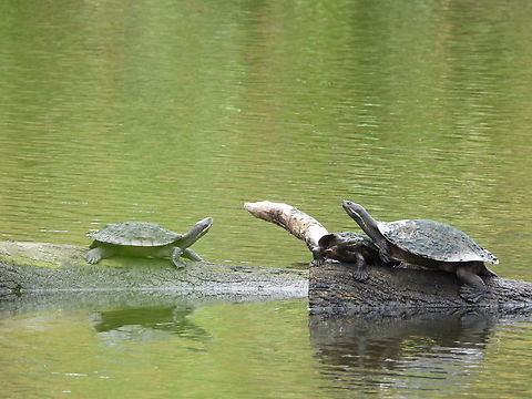 Eastern Short-Necked Turtle - Emydura macquarii  Australia,Eastern Short-Necked Turtle,Emydura macquarii,New South Wales,Short-Necked Turtle,Sydney,Turtle