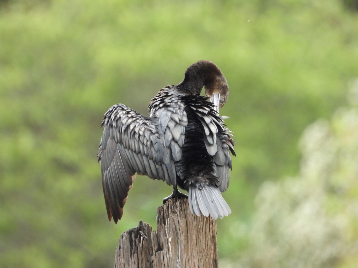 Little Black Commarant - Phalacrocorax sulcirostris  Australia,Bird,Black Commarant,Commarant,Little Black Cormorant,New South Wales,Phalacrocorax sulcirostris,Sydney