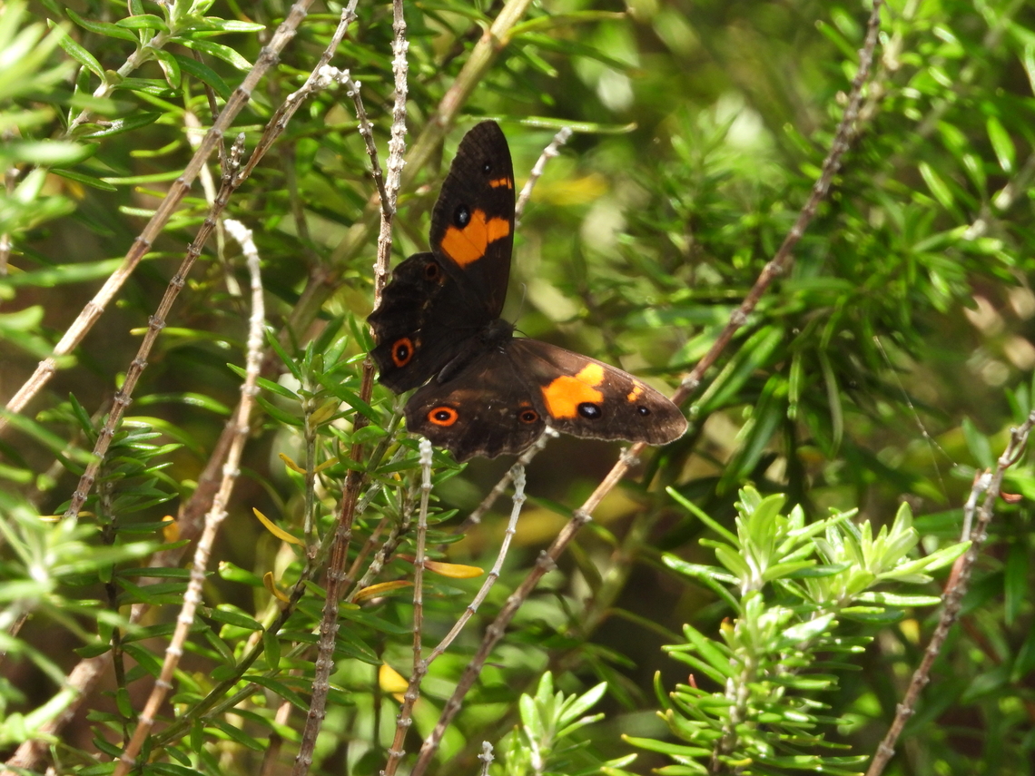 Swordgrass Brown - Tisiphone abeona  Australia,Butterfly,Nelson Bay,New South Wales,Swordgrass Brown,Tisiphone abeona