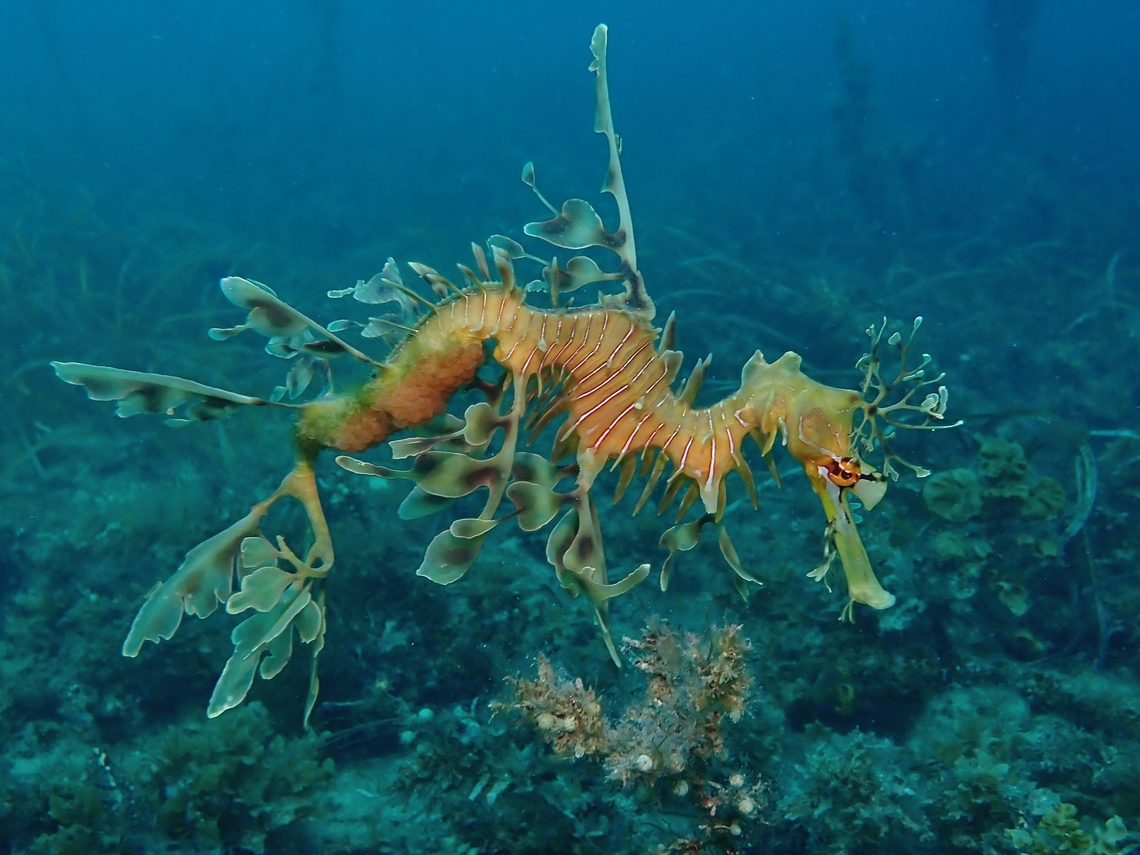 Father Dragon A widely documented/known male Leafy Sea Dragon that was seen brooding a cluster of eggs.<br />
<br />
This male has been around the dive site for many years, brooding several clusters of eggs every year and he has received a few knocks over the years, losing one of his leafy appendage behind his head, but he is still going strong. Adelaide,Australia,Fish,Leafy Seadragon,Phycodurus eques,Seadragon,South Australia