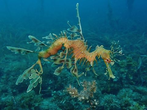 Father Dragon A widely documented/known male Leafy Sea Dragon that was seen brooding a cluster of eggs.

This male has been around the dive site for many years, brooding several clusters of eggs every year and he has received a few knocks over the years, losing one of his leafy appendage behind his head, but he is still going strong. Adelaide,Australia,Fish,Leafy Seadragon,Phycodurus eques,Seadragon,South Australia