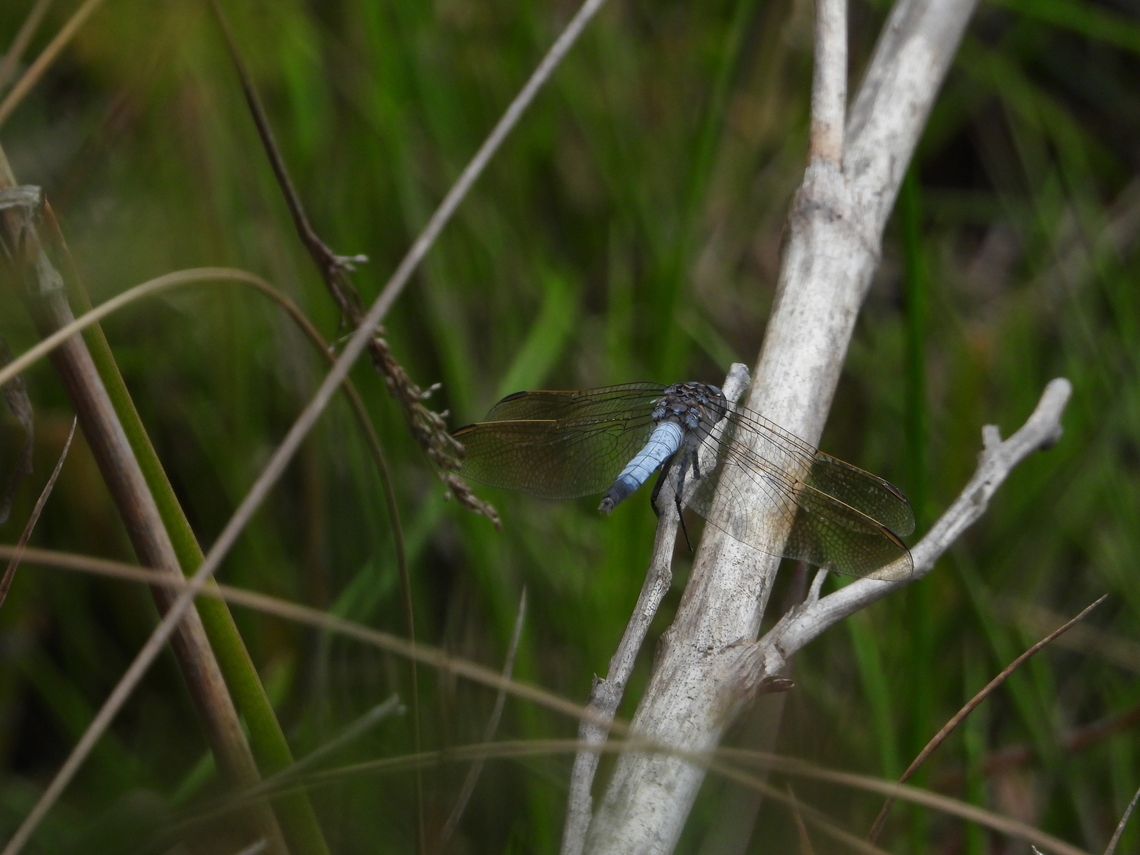 Blue Skimmer - Orthetrum caledonicum  Australia,Blue Skimmer,Dragonfly,Engadine,New South Wales,Orthetrum caledonicum