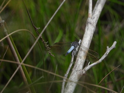 Blue Skimmer - Orthetrum caledonicum  Australia,Blue Skimmer,Dragonfly,Engadine,New South Wales,Orthetrum caledonicum
