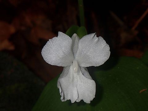 Ginger - Camptandra ovata  Camptandra ovata,Flower,Ginger,Malaysia,Pahang,Plant