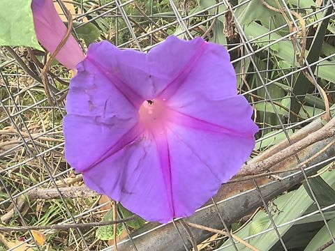 Morning Glory - Ipomoea indica  Australia,Blue Morning Glory,Engadine,Flower,Ipomoea indica,Morning Glory,New South Wales,Plant