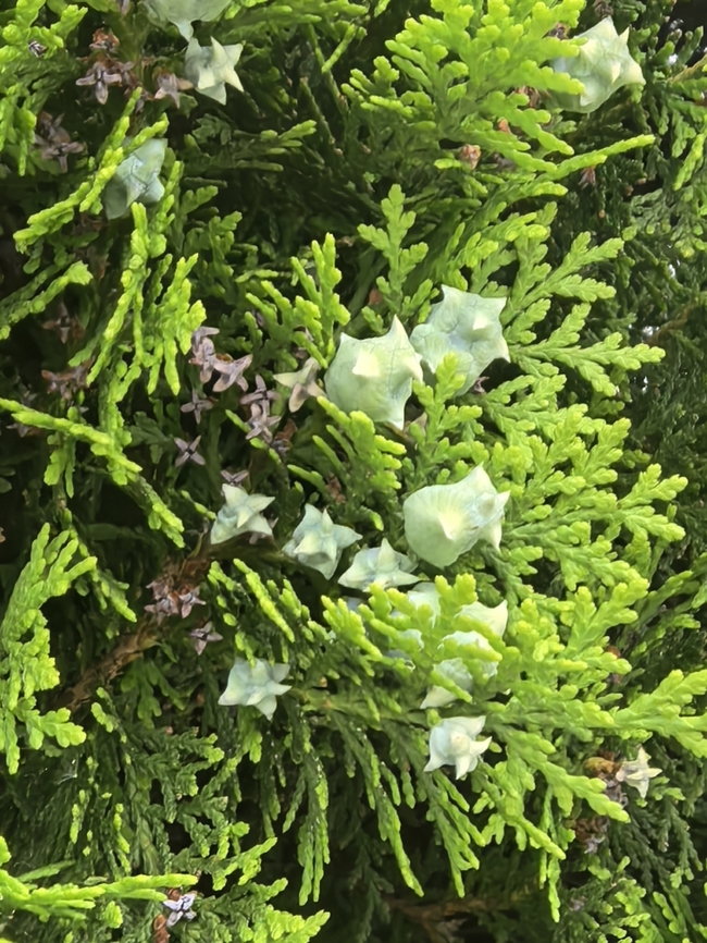 Chinese Arborvitae - Platycladus orientalis  Australia,Chinese Arborvitae,Gymea,New South Wales,Plant,Platycladus orientalis