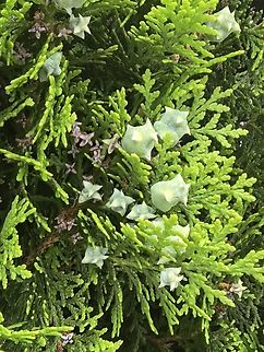 Chinese Arborvitae - Platycladus orientalis  Australia,Chinese Arborvitae,Gymea,New South Wales,Plant,Platycladus orientalis