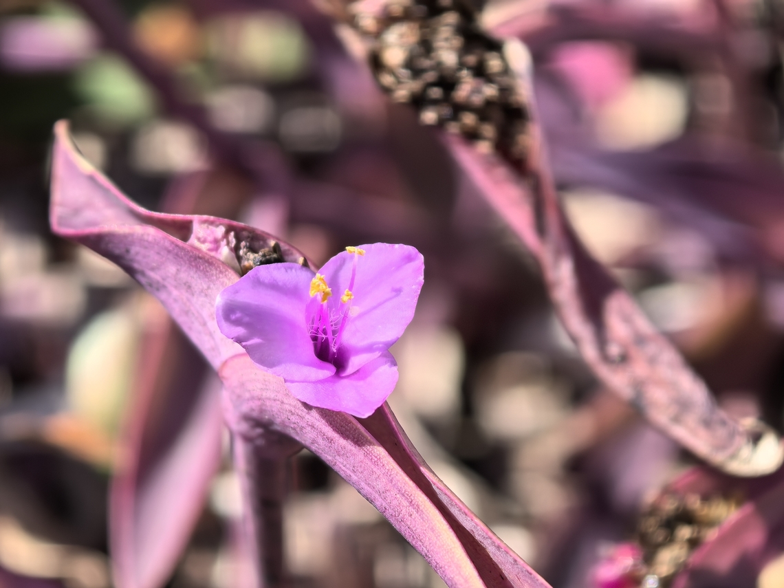 Purple Heart - Tradescantia pallida  Australia,Flower,Gymea,New South Wales,Plant,Purple Heart,Tradescantia pallida