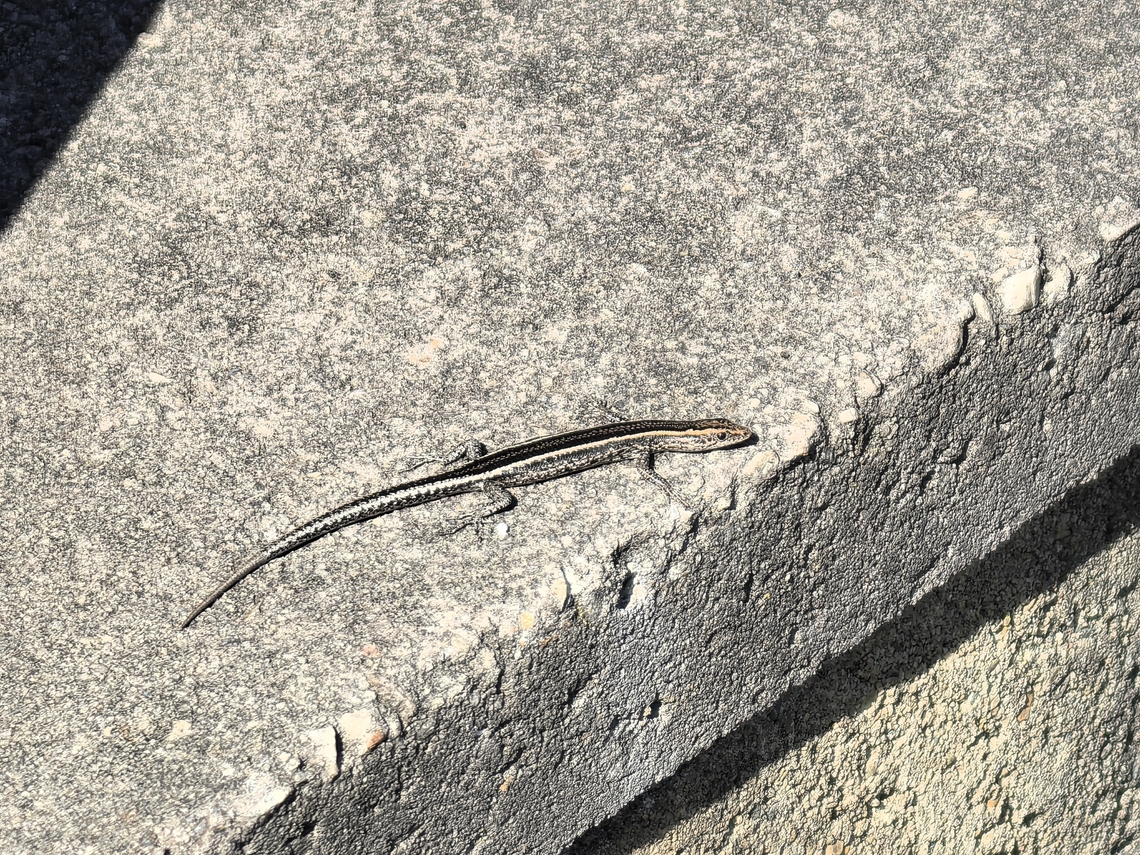 Elegant Snake-Eyed Skink - Cryptoblepharus pulcher  Australia,Cryptoblepharus pulcher,Elegant Snake-Eyed Skink,Gymea,New South Wales,Skink,Snake-Eyed Skink