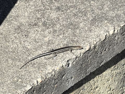 Elegant Snake-Eyed Skink - Cryptoblepharus pulcher  Australia,Cryptoblepharus pulcher,Elegant Snake-Eyed Skink,Gymea,New South Wales,Skink,Snake-Eyed Skink