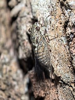 Silver Princess - Yoyetta celis  Australia,Cicada,Gymea,New South Wales,Silver Princess,Yoyetta celis