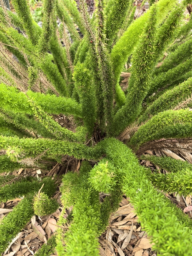 Sprenger's Asparagus - Asparagus densiflorus  Adelaide,Asparagus,Asparagus densiflorus,Australia,Plant,South Australia,Sprenger's Asparagus