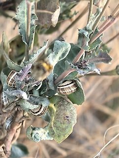 White Italian Snail - Theba pisana  Adelaide,Australia,Snail,South Australia,Theba pisana,White Italian Snail