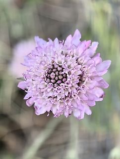 Sweet Scabious - Sixalix atropurpurea  Adelaide,Australia,Flower,Plant,Scabiosa atropurpurea,South Australia,Sweet Scabious
