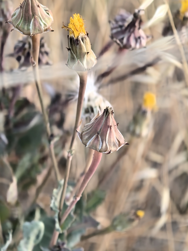 False Sow-Thistle - Reichardia tingitana  Adelaide,Australia,False Sow-Thistle,Flower,Plant,Reichardia tingitana,South Australia