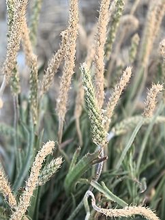 Buck's-Horn Plantain - Plantago coronopus  Adelaide,Australia,Buck's-Horn Plantain,Flower,Plant,Plantago coronopus,South Australia