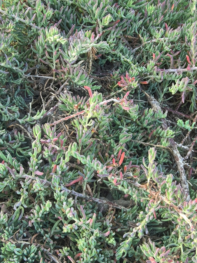 Barrier Saltbush - Enchylaena tomentosa  Adelaide,Australia,Barrier saltbush,Enchylaena tomentosa,Flower,Plant,South Australia